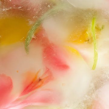 Flowers in ice: pastel colours in spring