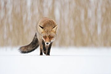 sluw... Rode vos *Vulpes vulpes* loopt over een stuk ijs