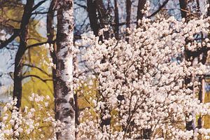Frühlingslicht - Johannisbeerblüte und Birkentextur