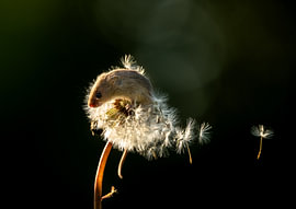 Dwergmuisje van Fotografie Denise