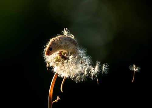 Pygmy shrew