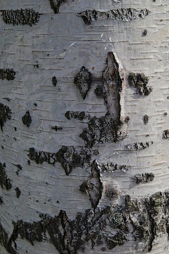 Birch in light