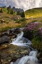Beautiful waterfall with purple heather and flowers in the French Alps. by Jos Pannekoek thumbnail