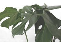 monstera
