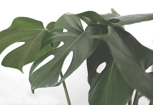 monstera