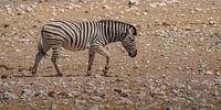 African zebra in Etosha National Park in Namibia, Africa by Patrick Groß thumbnail