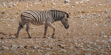 African zebra in Etosha National Park in Namibia, Africa by Patrick Groß