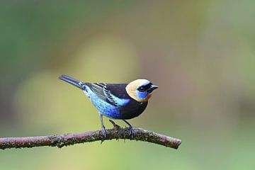 Birds of Costa Rica: portrait of Golden-hooded Tanager by Rini Kools