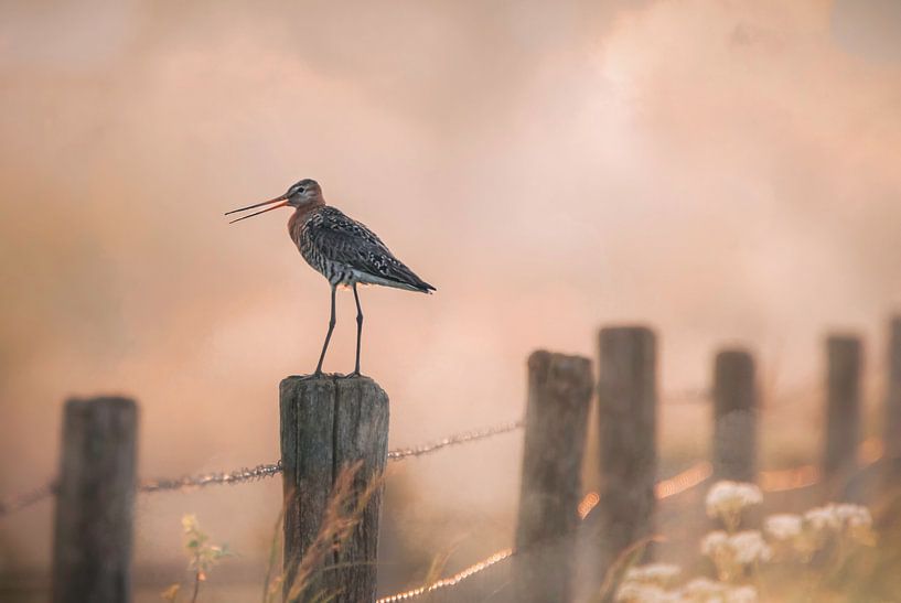 Black-tailed godwit on pole by natascha verbij