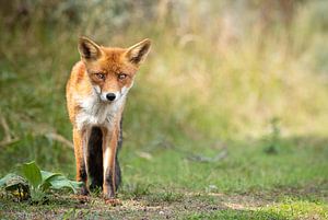 Red fox in nature