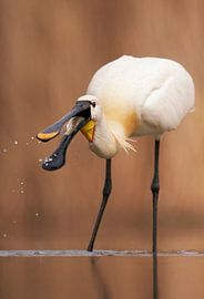 Löffler (Platalea leucorodia) von Beschermingswerk voor aan uw muur