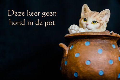 Deze keer geen hond in de pot