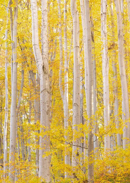 Birch forest in autumn colors with yellow leaves by Sander Groenendijk