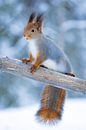 Winter-Eichhörnchen III von Sam Mannaerts Miniaturansicht