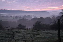 Baum auf einer Wiese bei Nebel zum Sonnenaufgang