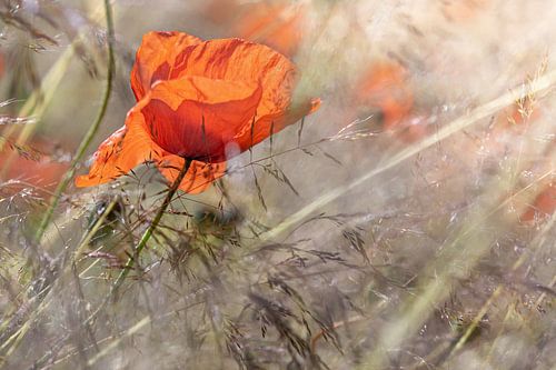 Coquelicots rétro-éclairés