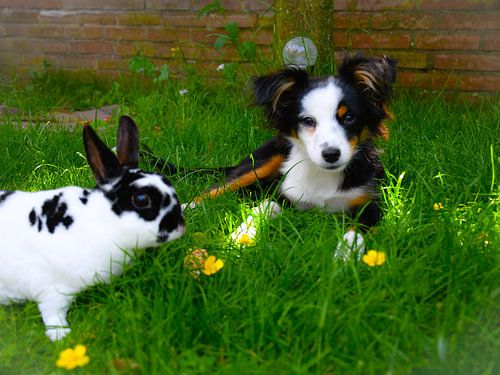 Tierische Freunde von Bianca Luidinga