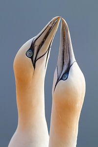 Love you to the moon and back (gannets) van Kris Hermans