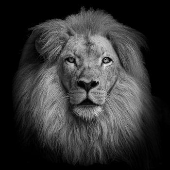 Tête de lion noir et blanc