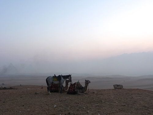 'Paard en dromedaris', Cairo- Egypte