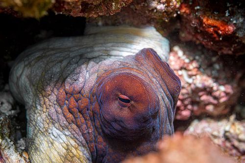 Octopus @ Komodo, Indonesia