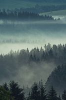 Beierse Woud in de Mist