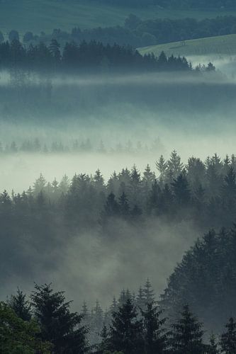 Foggy Bavarian Forest