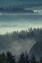 Bayerischer Wald im Nebel von Tobias Luxberg Miniaturansicht