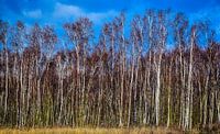 Birch logs in the winter, Twiske, Netherlands by Rietje Bulthuis thumbnail