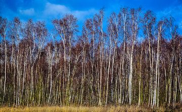 Birch logs in the winter, Twiske, Netherlands by Rietje Bulthuis