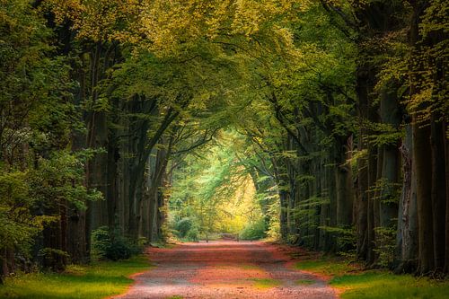 Prachtige laan van het Corversbos bij Hilversum in de lente