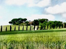 Zypressen ziehen die Blicke auf sich