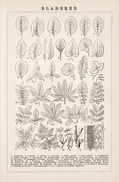 Botanischer Druck Blätter von Studio Wunderkammer