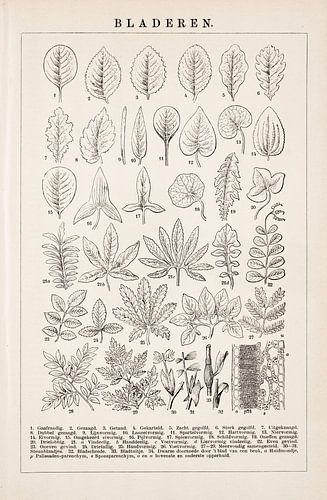 Botanische prent Bladeren