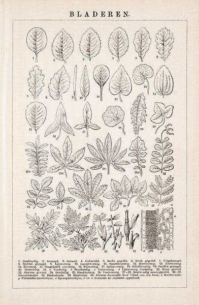 Imprimé botanique Feuilles par Studio Wunderkammer