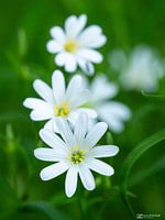 White silence in greenery