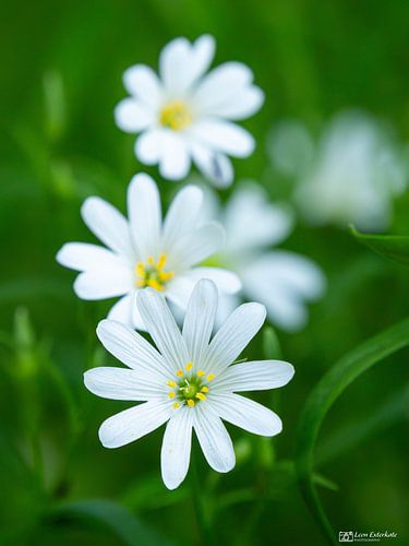Witte stilte in het groen