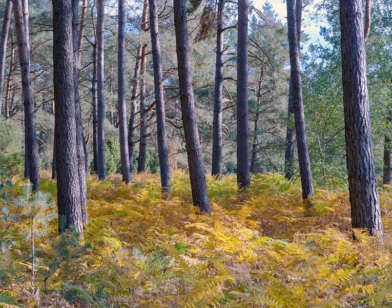 Forêt par Erwin Zeemering