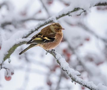 Close-up of a male chaffinch in the snow by ManfredFotos