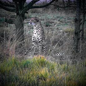 Cheeta by Eric ijdo
