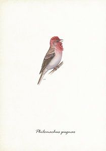 Roter Sperling