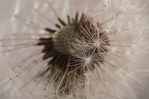 Pluisjes voor de pluizenbol