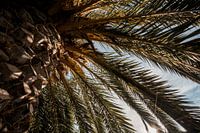 Onder de Palm Zonlicht door Schaduwrijke Bladeren