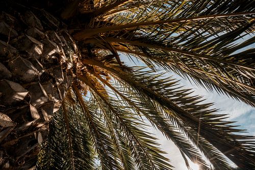 Onder de Palm Zonlicht door Schaduwrijke Bladeren