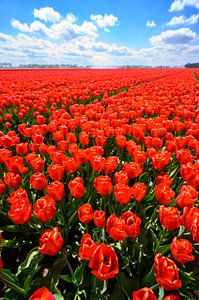 Tulpen auf landwirtschaftlichen Feldern im Frühling