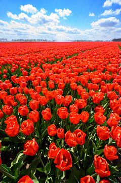 Rode tulpen in de lente