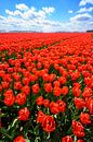 Rode tulpen in de lente van Sjoerd van der Wal Fotografie thumbnail