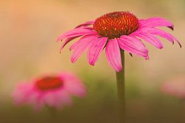 Rode zonnehoed / echinacea von Maren Oude Essink