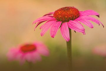 Rode zonnehoed / echinacea van Maren Oude Essink