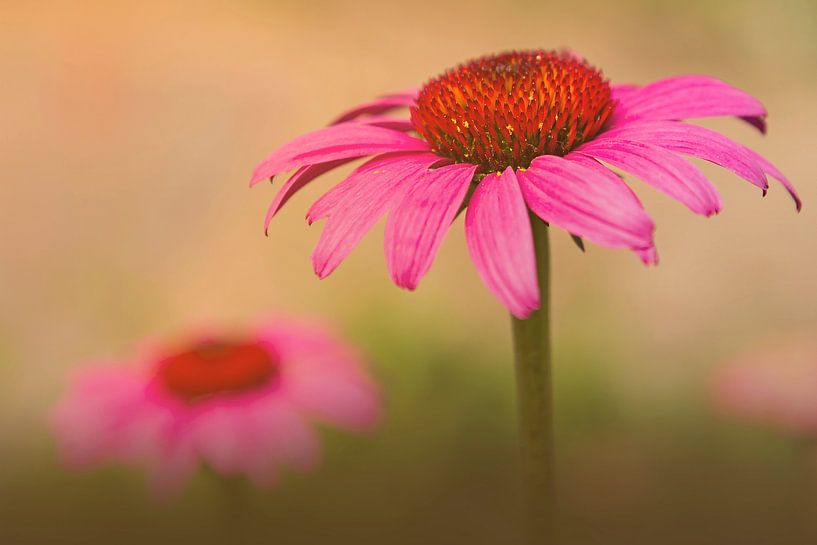 Rode zonnehoed / echinacea von Maren Oude Essink